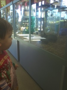 Dadurday with Guster - Petland